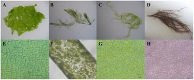 Molecular identification and nutritional analysis of green tide algae in the coastal waters of Qinhuangdao, China